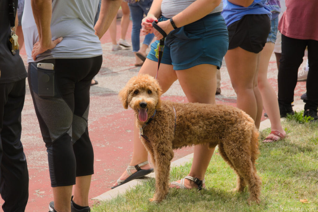 A furry friend stands by as the incoming class marches through the campus. (Jon Musselwhite/YJ Online)